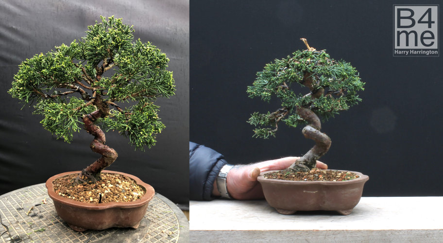 Shimpaku chinese juniper bonsai
